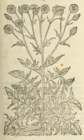 An illustration from The herball, or, Generall historie of plantes (1597)