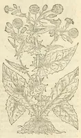 Picture 13 of 87 from The herball, or, Generall historie of plantes (1597), leaf 255