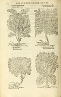 An illustration from The herball, or, Generall historie of plantes (1597)