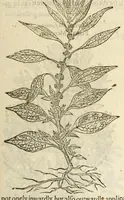 An illustration from The herball, or, Generall historie of plantes (1597)