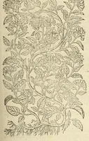 An illustration from The herball, or, Generall historie of plantes (1597)