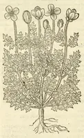 An illustration from The herball, or, Generall historie of plantes (1597)