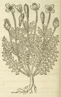 An illustration from The herball, or, Generall historie of plantes (1597)