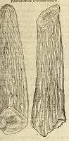 Picture 19 of 87 from The herball, or, Generall historie of plantes (1597), leaf 349