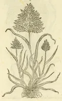 Picture 1 of 87 from The herball, or, Generall historie of plantes (1597), leaf 36