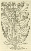 Picture 20 of 87 from The herball, or, Generall historie of plantes (1597), leaf 368