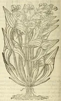 An illustration from The herball, or, Generall historie of plantes (1597)