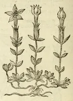 An illustration from The herball, or, Generall historie of plantes (1597)