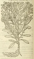 An illustration from The herball, or, Generall historie of plantes (1597)