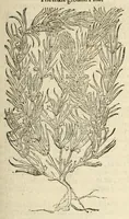 An illustration from The herball, or, Generall historie of plantes (1597)