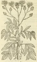 Picture 25 of 87 from The herball, or, Generall historie of plantes (1597), leaf 468