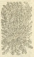 Picture 26 of 87 from The herball, or, Generall historie of plantes (1597), leaf 483