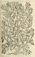 Picture 27 of 87 from The herball, or, Generall historie of plantes (1597), leaf 483