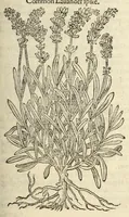 Picture 28 of 87 from The herball, or, Generall historie of plantes (1597), leaf 499