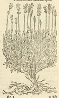 Picture 29 of 87 from The herball, or, Generall historie of plantes (1597), leaf 499