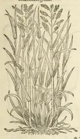 Picture 2 of 87 from The herball, or, Generall historie of plantes (1597), leaf 51