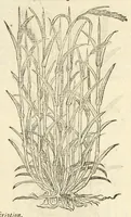 An illustration from The herball, or, Generall historie of plantes (1597)