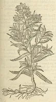 An illustration from The herball, or, Generall historie of plantes (1597)
