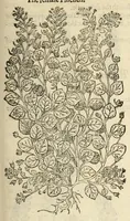 Picture 31 of 87 from The herball, or, Generall historie of plantes (1597), leaf 533