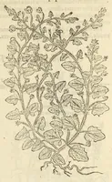 An illustration from The herball, or, Generall historie of plantes (1597)