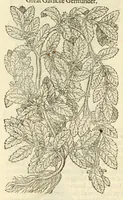 Picture 33 of 87 from The herball, or, Generall historie of plantes (1597), leaf 566