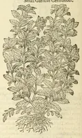 Picture 34 of 87 from The herball, or, Generall historie of plantes (1597), leaf 566