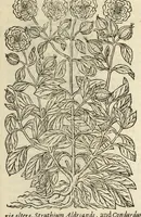 An illustration from The herball, or, Generall historie of plantes (1597)