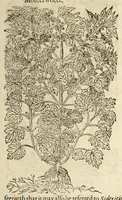 Picture 36 of 87 from The herball, or, Generall historie of plantes (1597), leaf 601