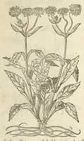 Picture 37 of 87 from The herball, or, Generall historie of plantes (1597), leaf 619