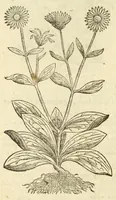 Picture 38 of 87 from The herball, or, Generall historie of plantes (1597), leaf 636