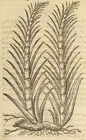 Picture 4 of 87 from The herball, or, Generall historie of plantes (1597), leaf 65
