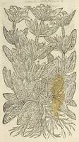 Picture 39 of 87 from The herball, or, Generall historie of plantes (1597), leaf 657