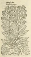 Picture 40 of 87 from The herball, or, Generall historie of plantes (1597), leaf 691