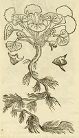 An illustration from The herball, or, Generall historie of plantes (1597)