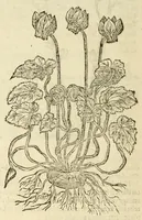 Picture 42 of 87 from The herball, or, Generall historie of plantes (1597), leaf 726