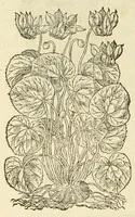 An illustration from The herball, or, Generall historie of plantes (1597)