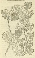 Picture 44 of 87 from The herball, or, Generall historie of plantes (1597), leaf 750