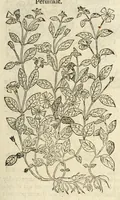 An illustration from The herball, or, Generall historie of plantes (1597)