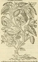 Picture 46 of 87 from The herball, or, Generall historie of plantes (1597), leaf 798