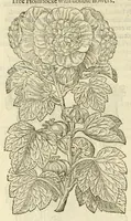 Picture 47 of 87 from The herball, or, Generall historie of plantes (1597), leaf 816