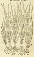 Picture 5 of 87 from The herball, or, Generall historie of plantes (1597), leaf 82