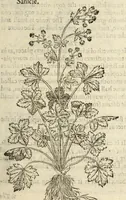 Picture 48 of 87 from The herball, or, Generall historie of plantes (1597), leaf 833