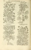 Picture 49 of 87 from The herball, or, Generall historie of plantes (1597), leaf 868