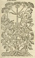 Picture 50 of 87 from The herball, or, Generall historie of plantes (1597), leaf 885