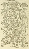 Picture 51 of 87 from The herball, or, Generall historie of plantes (1597), leaf 902