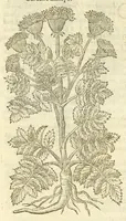 Picture 52 of 87 from The herball, or, Generall historie of plantes (1597), leaf 902