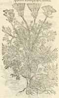 Picture 53 of 87 from The herball, or, Generall historie of plantes (1597), leaf 917