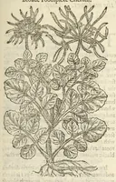 Picture 54 of 87 from The herball, or, Generall historie of plantes (1597), leaf 917