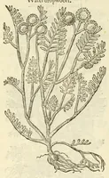 An illustration from The herball, or, Generall historie of plantes (1597)