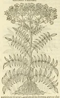 Picture 56 of 87 from The herball, or, Generall historie of plantes (1597), leaf 950